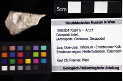 Foto (Objket + Etiketten) von Decapoda indet. 